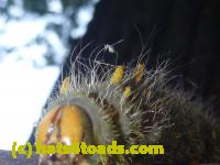 /home//u458753944/public_html/sourcegallery///Insects and small critters/butterflies and moths (Lepidoptera)/P1100285.JPG